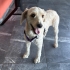 Ücretsiz sahiplenme terrier fotoğraf