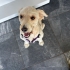 Ücretsiz sahiplenme terrier fotoğraf