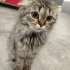 Cins Kedi ACİL YUVA ARANIYOR fotoğraf