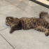 Cins Kedi ACİL YUVA ARANIYOR fotoğraf