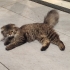 Cins Kedi ACİL YUVA ARANIYOR fotoğraf