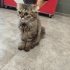 Cins Kedi ACİL YUVA ARANIYOR fotoğraf