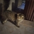 Cins Kedi ACİL YUVA ARANIYOR fotoğraf