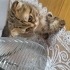 2 aylik scotish omurluk yuva ariyor fotoğraf