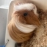 Ucretsiz guinea pig fotoğraf