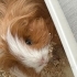 Ucretsiz guinea pig fotoğraf