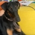 Dobi Ailesini Arıyor fotoğraf