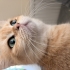 Dişi Kısır British Shorthair Chincilla fotoğraf