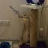 Dişi Kısır British Shorthair Chincilla fotoğraf