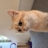 Dişi Kısır British Shorthair Chincilla fotoğraf