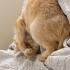 Dişi Kısır British Shorthair Chincilla fotoğraf