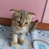 2.5 aylık yavru kedi fotoğraf