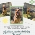 Koruyucu ve sadık bir çocuk Bobby fotoğraf