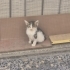 Yardım bekleyen minik yavru kedi fotoğraf
