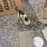 Yardım bekleyen minik yavru kedi fotoğraf