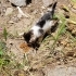 Yardım bekleyen minik yavru kedi fotoğraf