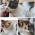 Gözlerinden engelli, Çok sevimli, sakin fotoğraf
