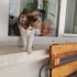 Minik kız yuvasını arıyor fotoğraf