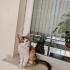 Minik kız yuvasını arıyor fotoğraf