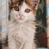 Minik kız yuvasını arıyor fotoğraf