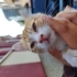 Sokağa terk edilmiş/kaçmış bir şekilde bulundu. Acil yuva arıyor. fotoğraf