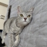 Biritish kırması Kıvılcım'a yuva fotoğraf