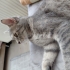 Biritish kırması Kıvılcım'a yuva fotoğraf