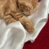 İTALTAN ÇOCUK LAZANYA fotoğraf