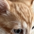 İTALTAN ÇOCUK LAZANYA fotoğraf
