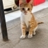 3 SARMAN KARDEŞ YUVALARINI ARIYOR fotoğraf
