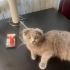 ÖMÜRLÜK YUVA ARIYORUZ fotoğraf