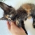 Sokakta bulduğumuz güzel yavruya kalıcı yuva arıyoruz 🐱 fotoğraf