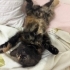 Sokakta bulduğumuz güzel yavruya kalıcı yuva arıyoruz 🐱 fotoğraf