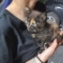 Sokakta bulduğumuz güzel yavruya kalıcı yuva arıyoruz 🐱 fotoğraf