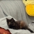 Sokakta bulduğumuz güzel yavruya kalıcı yuva arıyoruz 🐱 fotoğraf