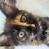 Sokakta bulduğumuz güzel yavruya kalıcı yuva arıyoruz 🐱 fotoğraf