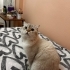 Oğlum Tofuya yuva arıyoruz fotoğraf