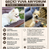 Beyaz renk pomeranian cinsi köpeğim için geçici yuva arıyorum fotoğraf