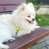 Beyaz renk pomeranian cinsi köpeğim için geçici yuva arıyorum fotoğraf