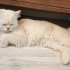 ACİL british longhair fotoğraf