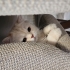 ACİL british longhair fotoğraf