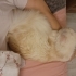 ACİL british longhair fotoğraf