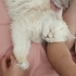 ACİL british longhair fotoğraf
