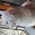 ACİL british longhair fotoğraf