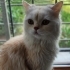 ACİL british longhair fotoğraf