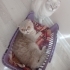 Şekerlerime sıcak bir yuva fotoğraf