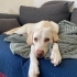 Acil Yuva Arayan 11 Aylık Dişi Labrador fotoğraf