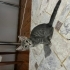 3 aylık kedi yuvasını arıyor fotoğraf
