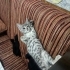 3 aylık kedi yuvasını arıyor fotoğraf