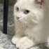 Acil yuva aranıyor fotoğraf